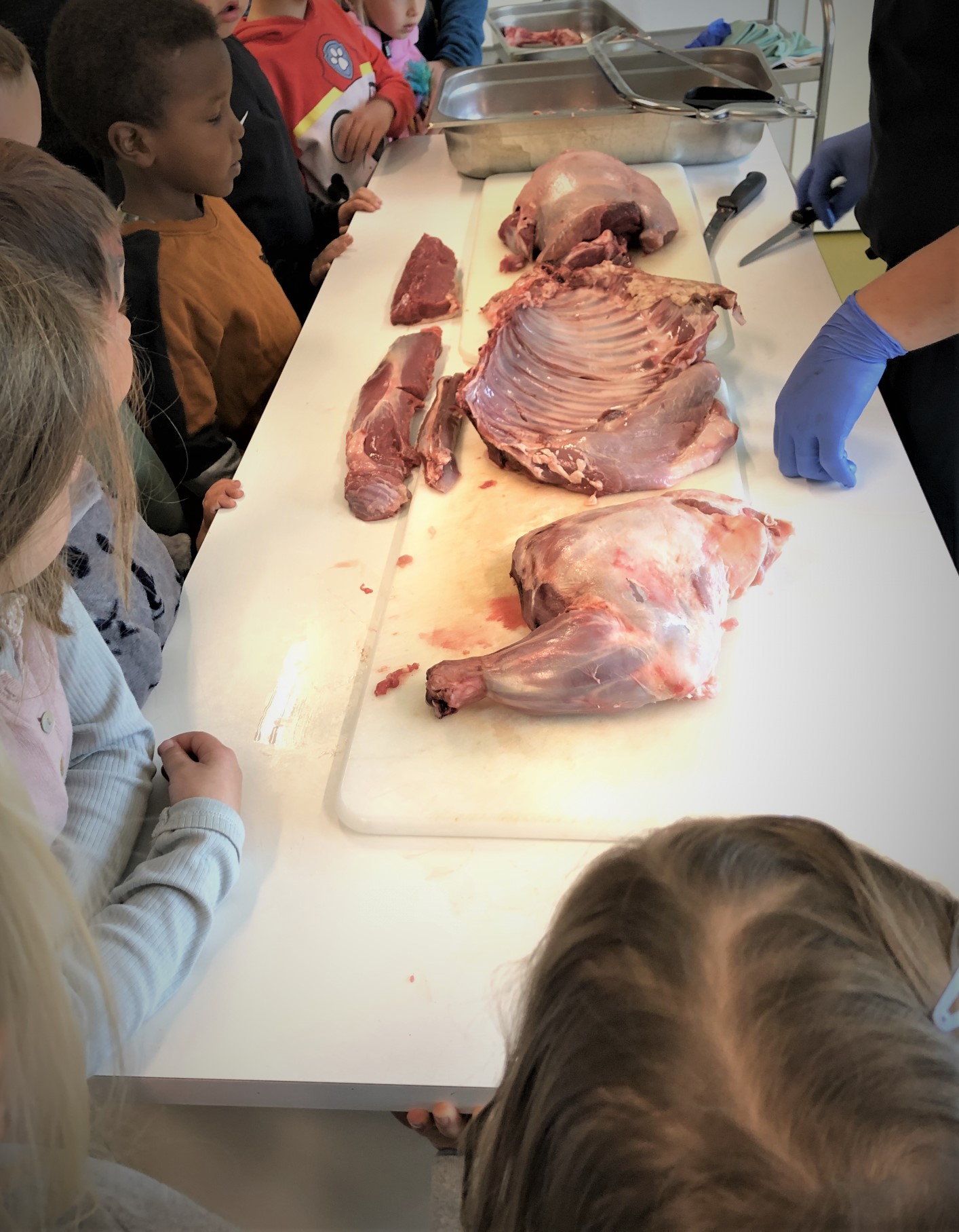 Kokken-Tommy viser frem partering av helt lam for barnehagebarna.