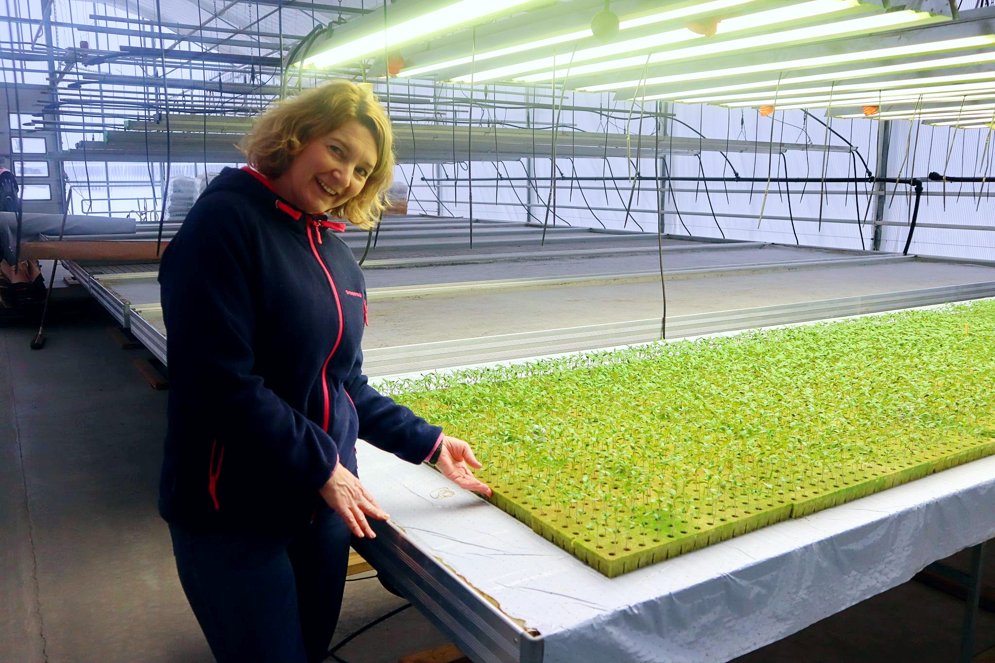 Også tomatene er sådd, og Anette Skarstad håper å ha røde tomater klare for salg 1. mai.