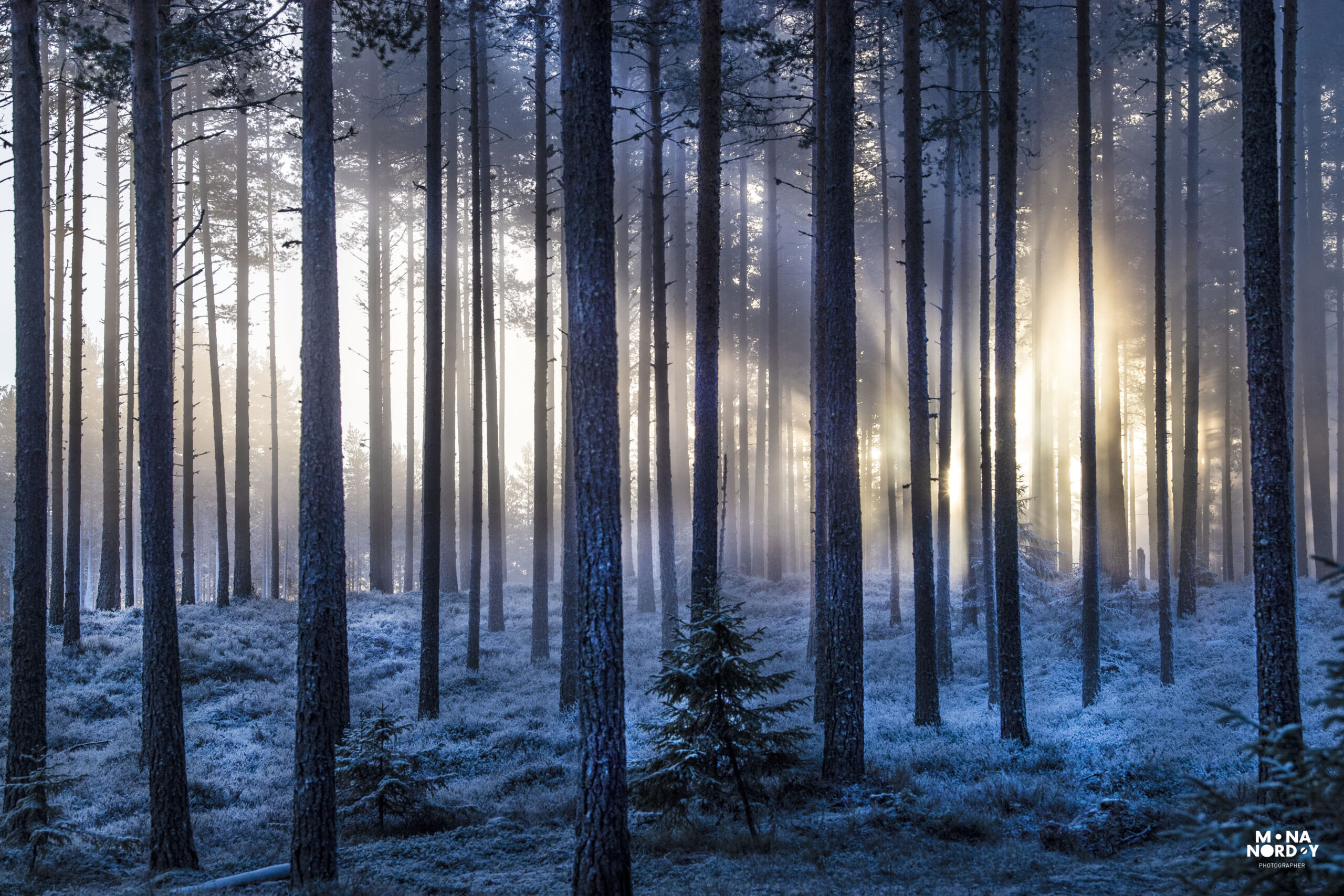 De dype skoger, Liermoen Kongsvinger