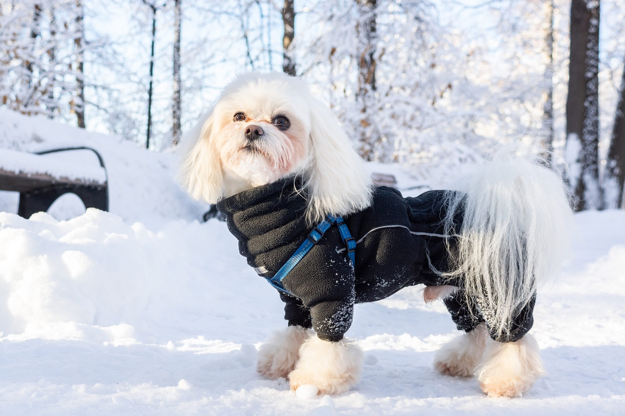 Husk å kle på hunden i kulda.