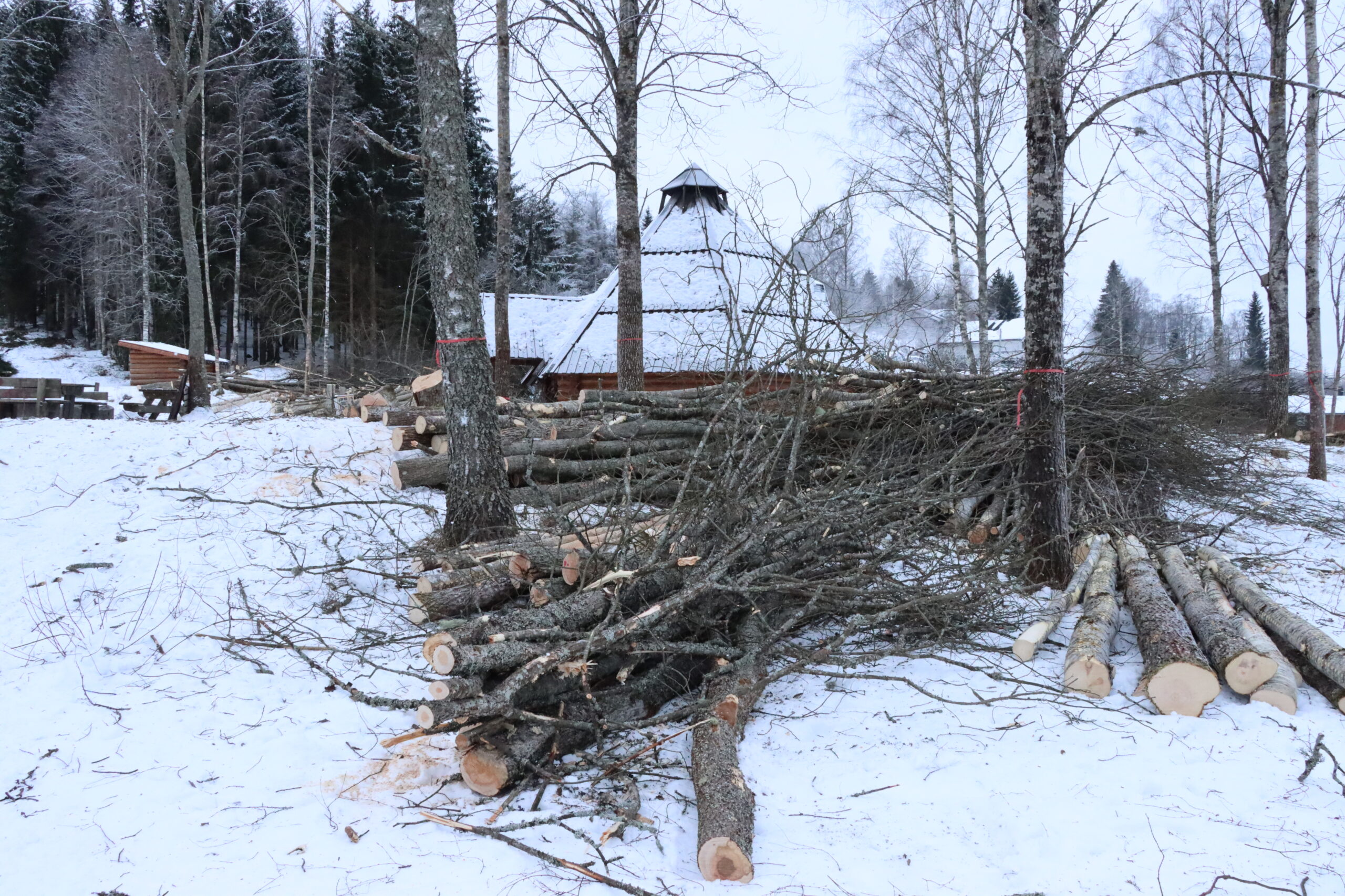 Trærne faller en etter en.