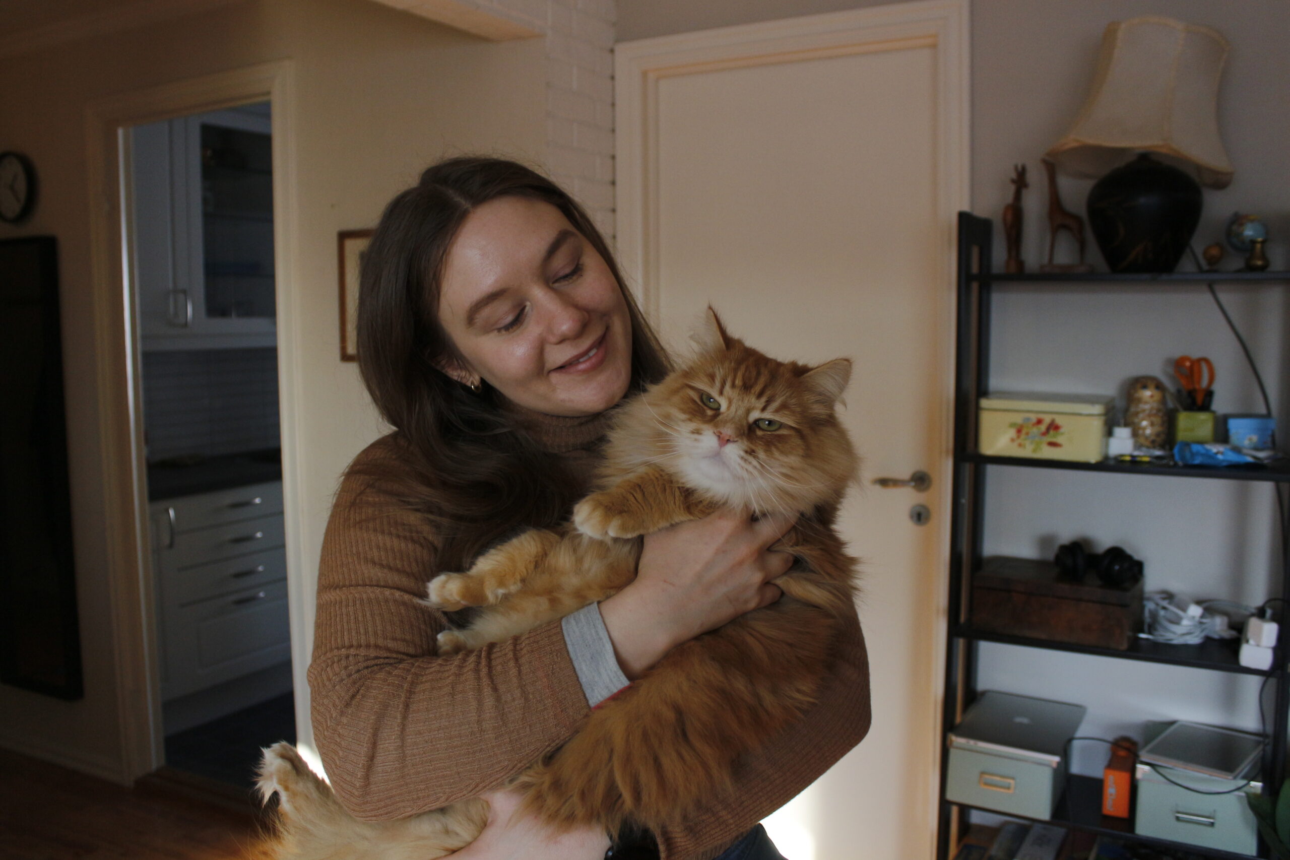 Sibirkatter som Lasse kan bli hele ni kilo. For øyeblikket ligger han på rundt seks og var på rundt to når Aas adopterte han, hun sier hun tror og håper han nå begynner å nærme seg ferdig utvokst.