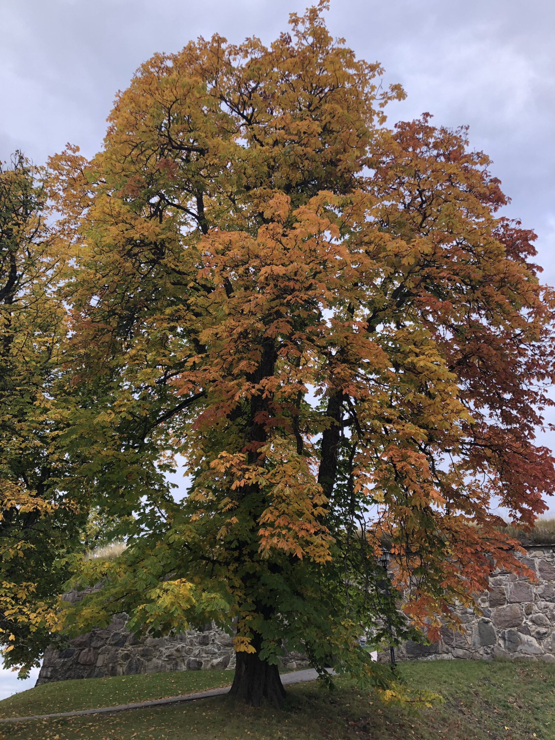 Dette storslåtte treet ble plantet av Jacob Ibsen på ordre fra kommandant de Biellart i 1795 og er sannsynligvis Norge eldste hestekastanje.