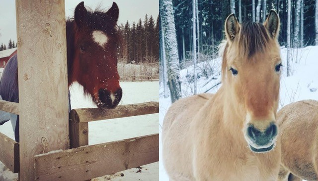 Balthazar (t.v.) er av den sjeldne rasen Kaspisk hest. Fjordingen Viktor er 25 år gammel, men ung til sinns. Begge stortrives hos Line og gjengen på Krogsrud.