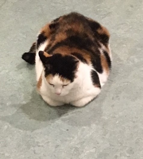 Miss Molly på Langelandhjemmet