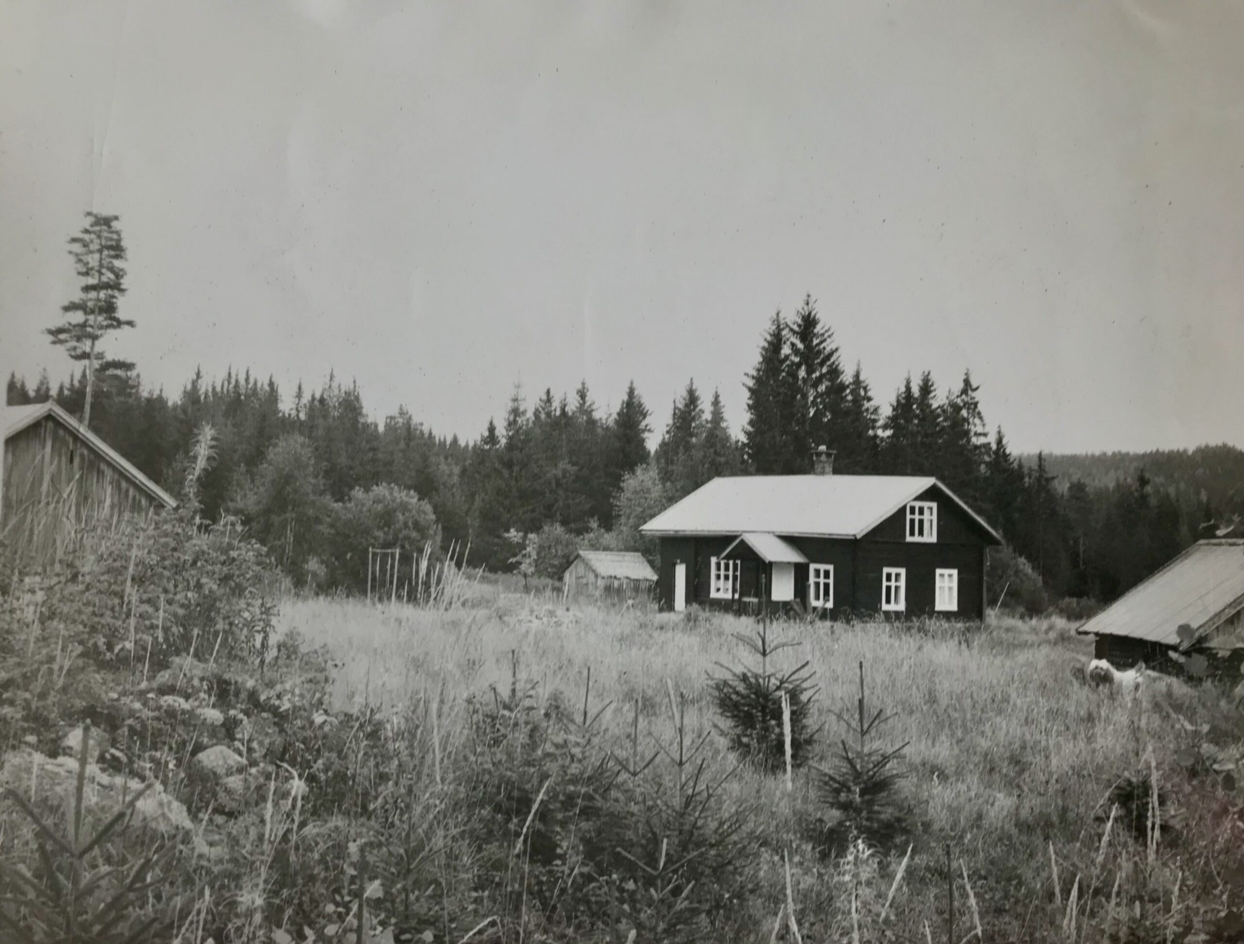 Solli har gitt Mitt Kongsvinger en håndfull eldre bilder av gården fra før han flyttet inn. Hovedinngangen vi ser på dette bildet har nå blitt vegg, og et nytt og større inngangsparti er bygget på baksiden. Det lille fjøset bakerst i bildet har også blitt flyttet på. Det står nå ved siden av gjestehuset til høyre i bildet.