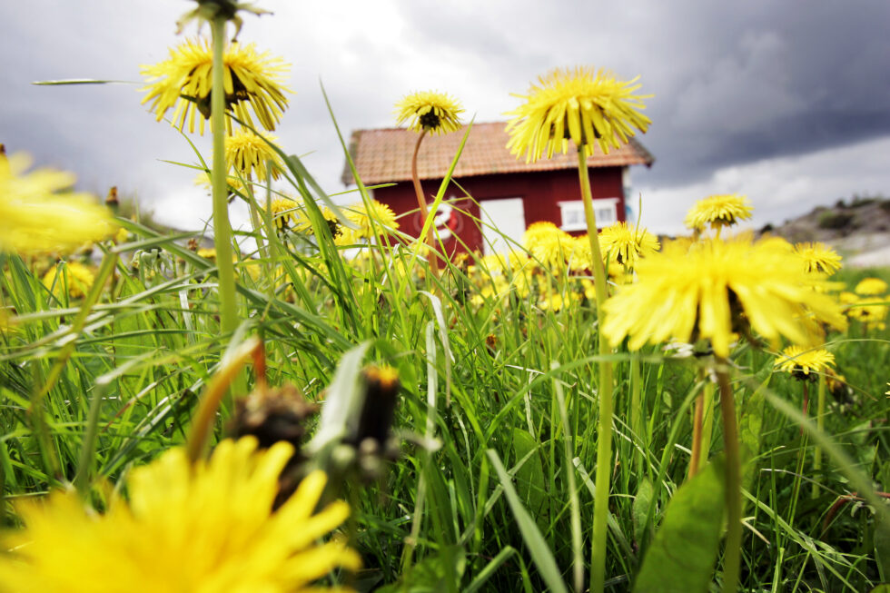 Sommeridyll med store lvetann. Rd hytte. Populrt hyttested for nordmenn.