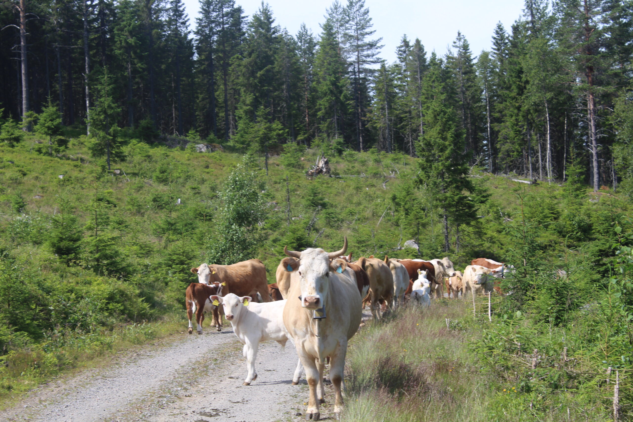 På vei tilbake fra plantefeltet møter vi på en av kuflokkene som beiter i skogen, men de beveger seg ut fra et plantefelt som Hanestad anslår å ha blitt forynget for om lag tre til fire år siden. Hanestad peker da blant annet også ut noen sorte klosser som mange av kuene går med rundt halsen. <br srcset=