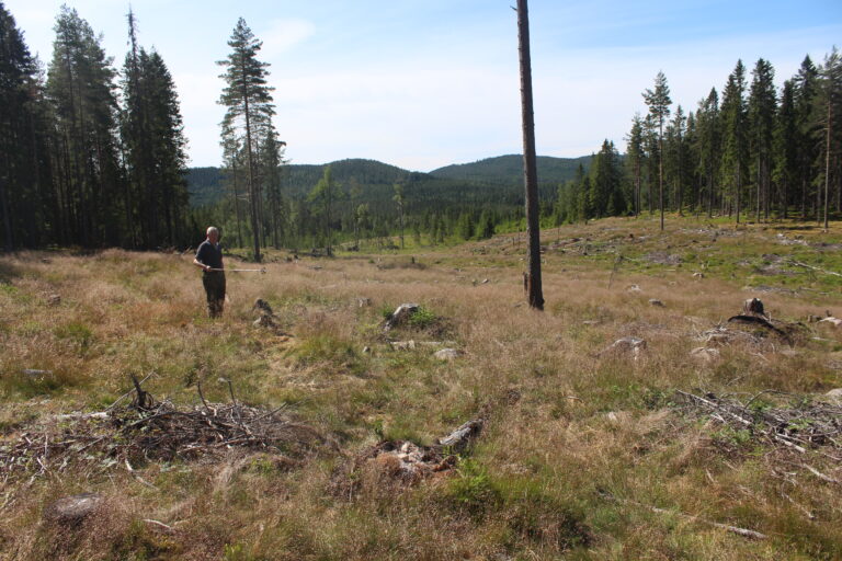 I denne lysningen ble det i 2017 plantet rundt 4000 nye grantrær etter at omtrent like mange ble hugget ned. I dag er det bare en liten håndfull av disse granplantene igjen å finne rundt omkring i området.