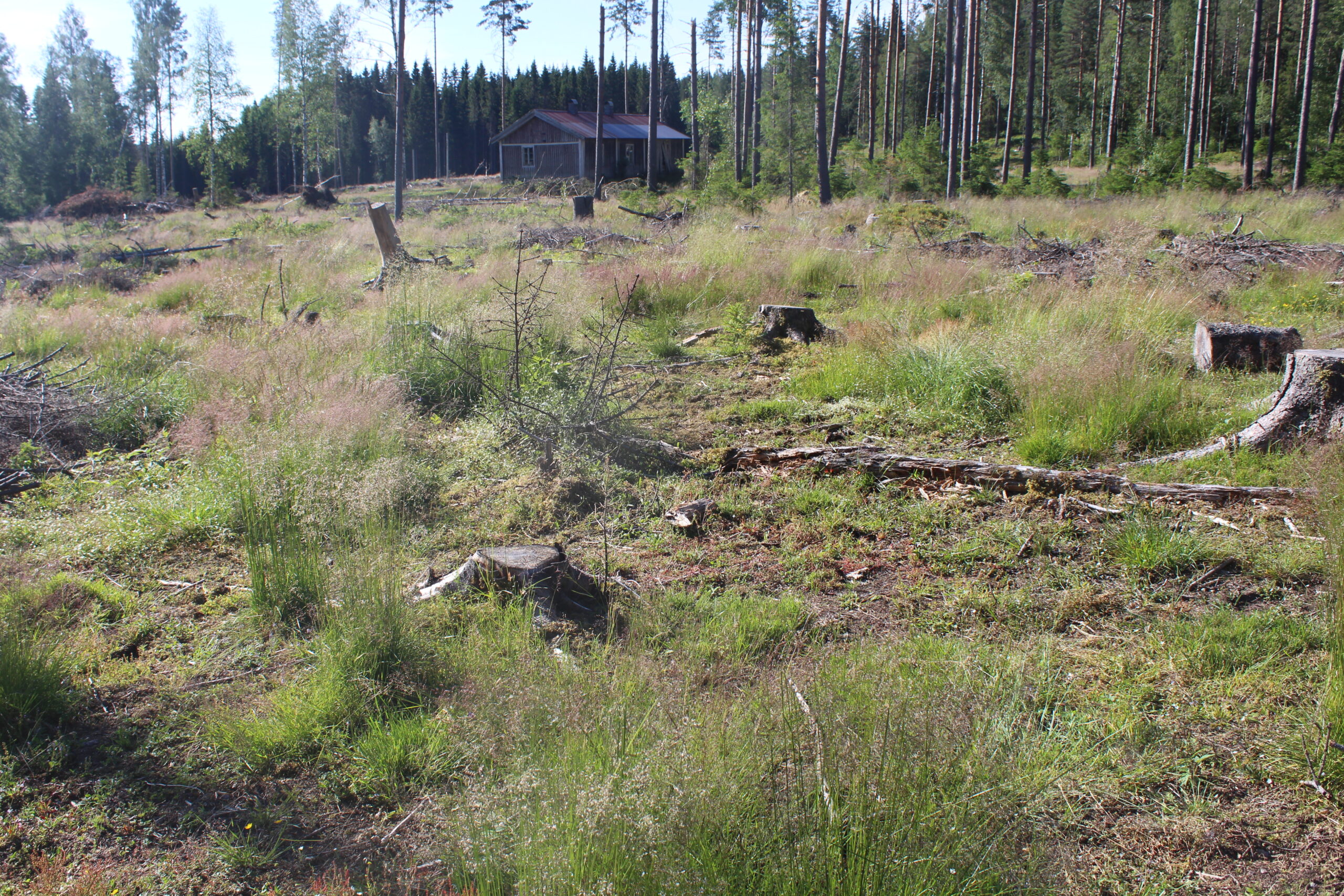 Ved stubben midt på bildet kan en av de overlevende granplantene i det første plantefeltet bli sett. Hanestad forklarer at denne trolig har overlevd fordi kuene ikke har villet legge seg ned på stubben.