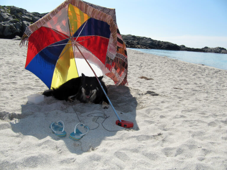 Varme sommerdager er ikke like stas når du også må gå rundt med pels. Det er derfor viktig å passe på at dyrene ikke blir for varme i sommersola.