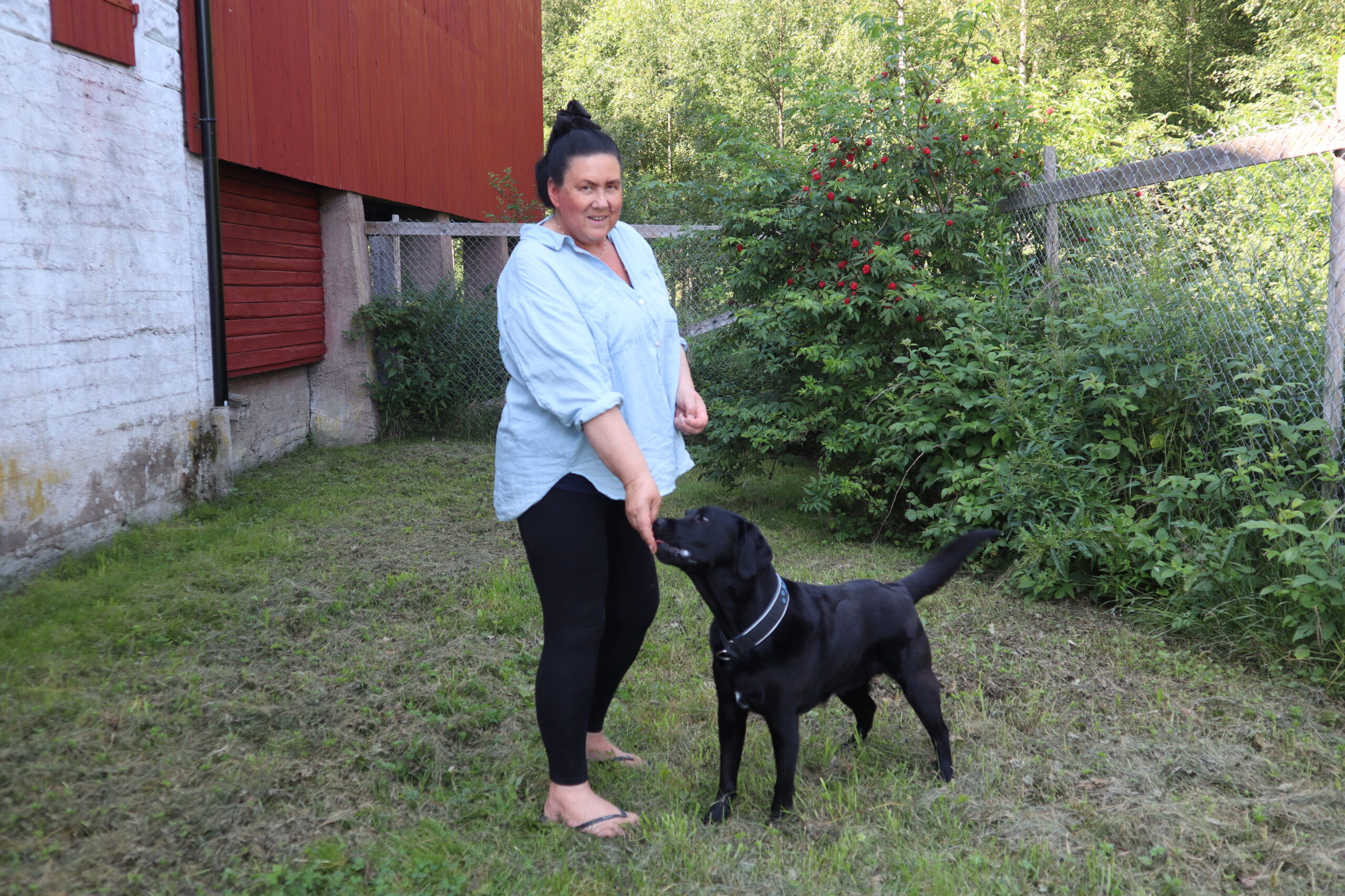 Labradoren Mayer trives i hundegården på Austmarka hundehotell. Mona Skullerud sørger for at alle de firbente gjestene trives.