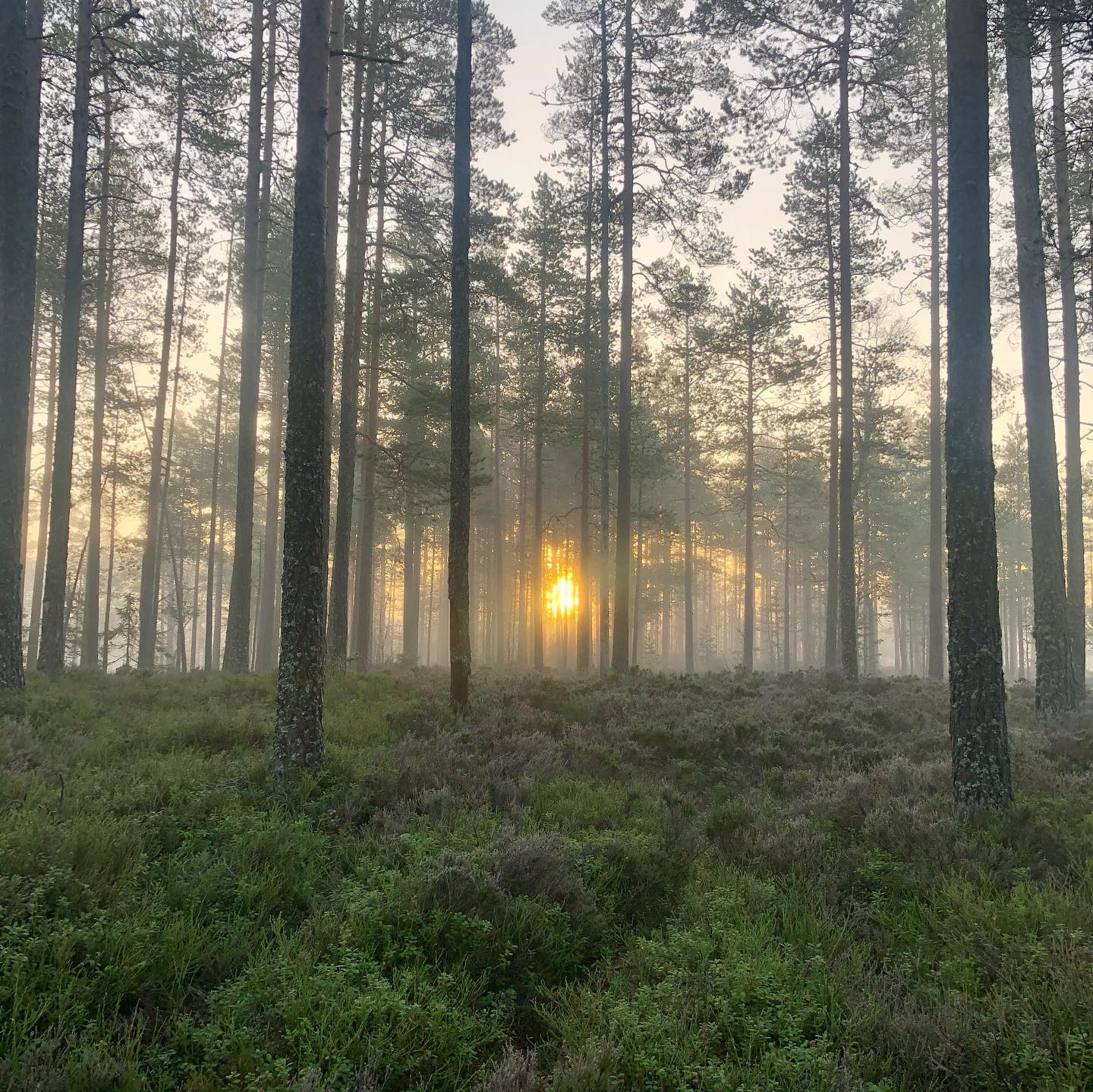 Trette menn-marsjen vil gå på gamle stier og veger over Varaldskogen og frem til Austmarka