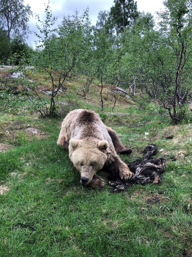 Når bjørner som denne bæsjer, oppfordres jegere til å ta vare på den.