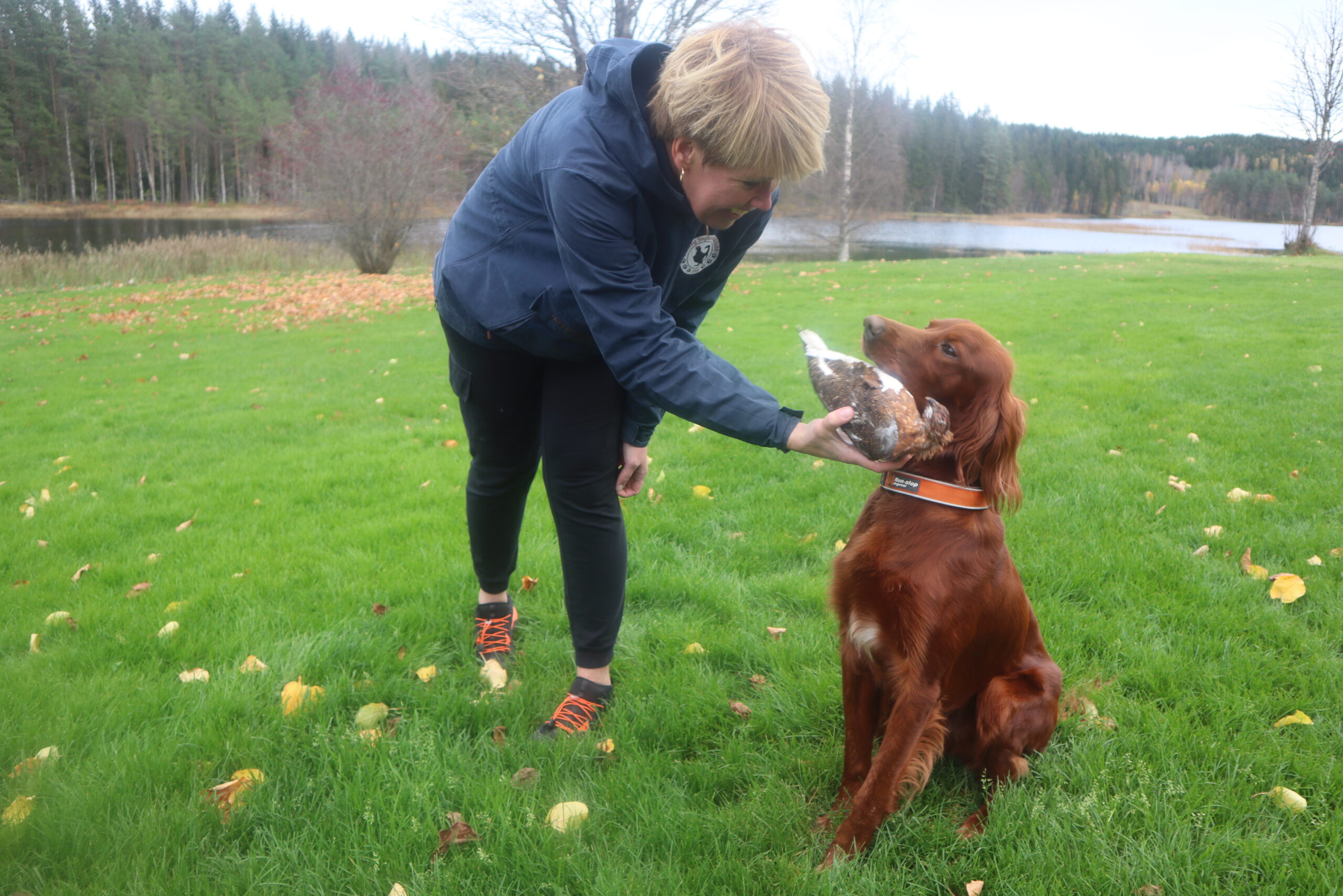 Det ligger mye trening bak en god fuglehund. Her trener Kristin Hagen hunden Bajaz på apport av vilt.