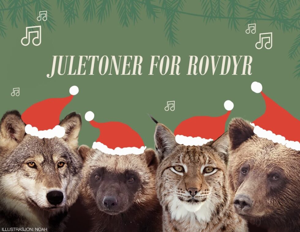 Pengeinnsamling og bevisstgjøring når dyrevernere arrangerer nettsendt konsert i kveld.