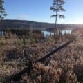 Fra nyttår vil Statskog selv stå for salg av jaktkort på småvilt og rådyr på Statskogs store skogeiendom på Varaldskogen.