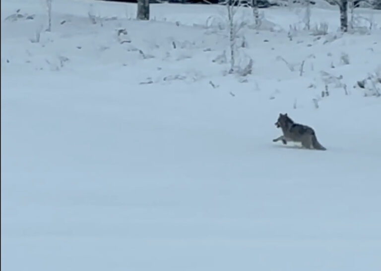 Skjermdump av filmen som viser ulven ved Lierkrysset. Se hele filmen i saken.