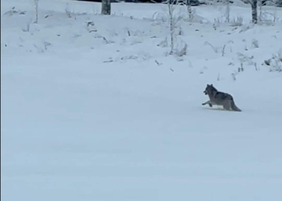 Skjermdump av filmen som viser ulven ved Lierkrysset. Se hele filmen i saken.