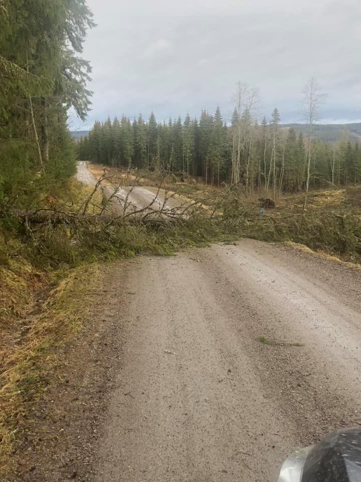 Den sterke vinden som er ventet fra i ettermiddag kan føre til vindfall.