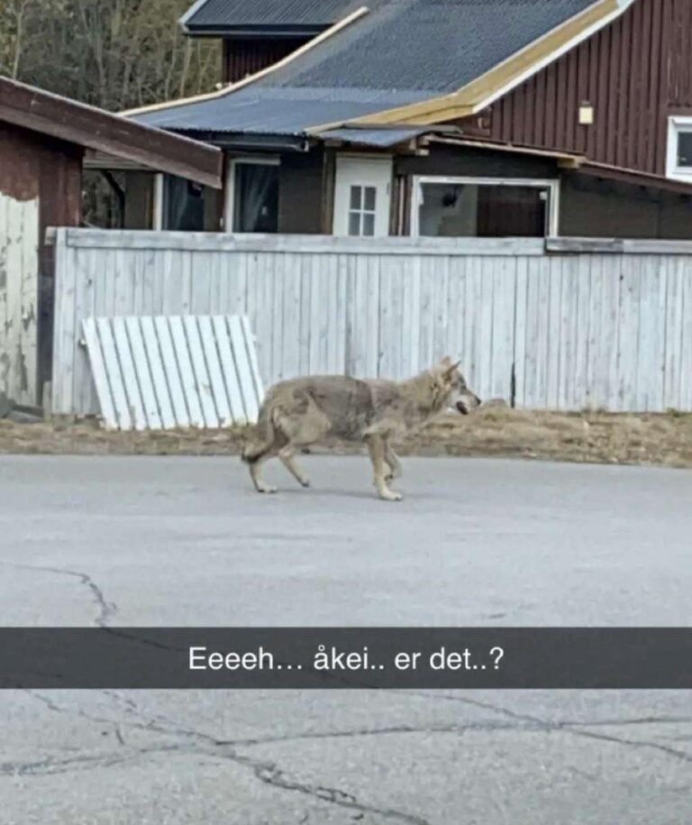 Ulven viste seg i byen.