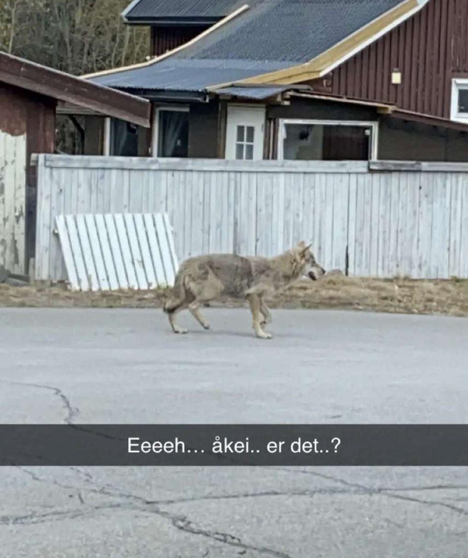 Ulven viste seg i byen.
