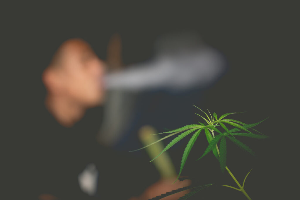 Kongsvinger-mann dyrket cannabis-planter hjemme.