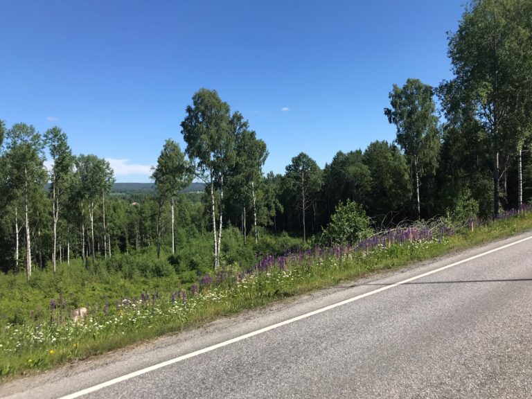 140 mål av festningslandskapet mellom Tråstad og Glåmlia vurderes for salg av Forsvarsbygg. Skogen er fredet.