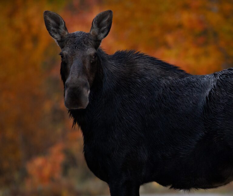 Det er omtrent fem uker til elgjakta starter i Kongsvinger kommune.