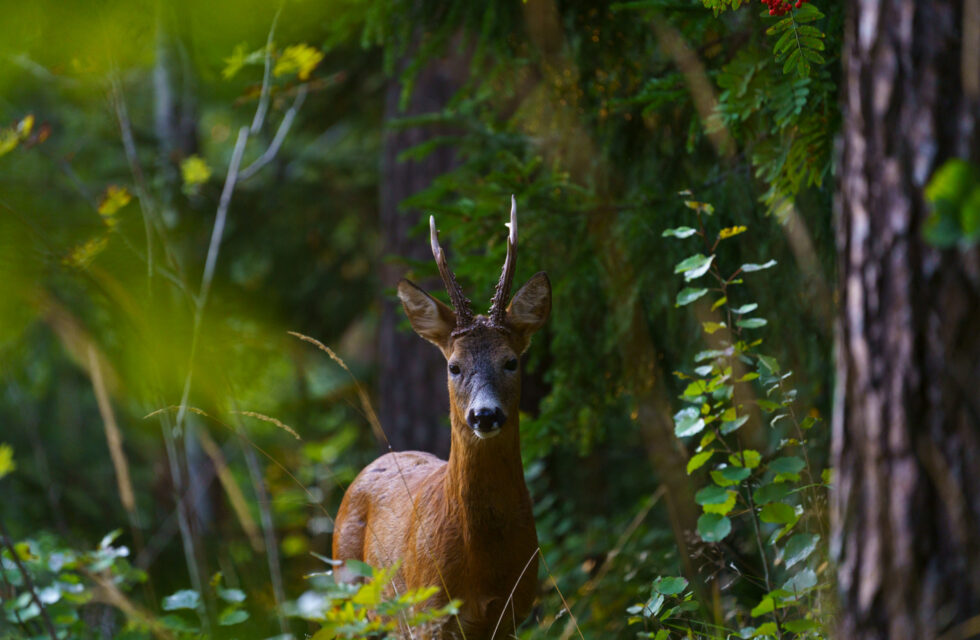 Rådyr illustrasjonsfoto.