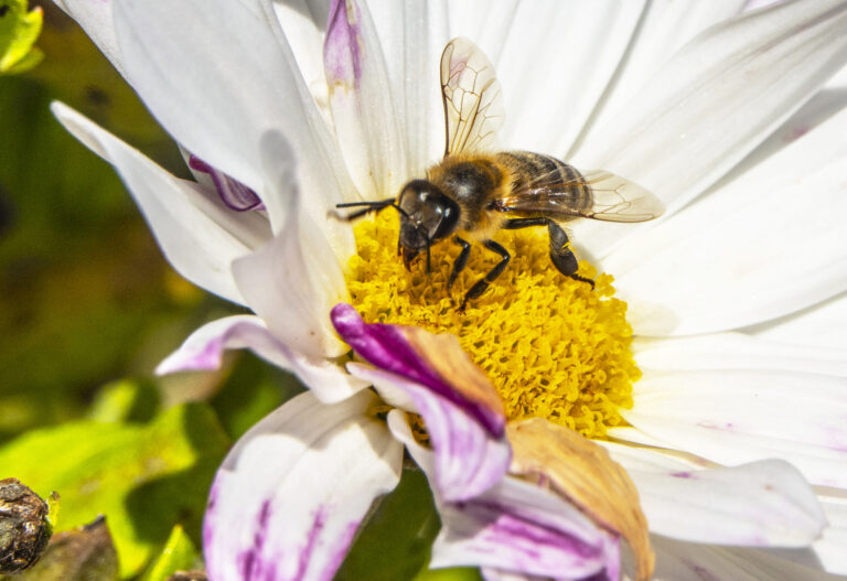 WWF ber nå nordmenn om å gjøre hagene villere ved å plante insektvennlige planter eller la naturen i hagen stå urørt.