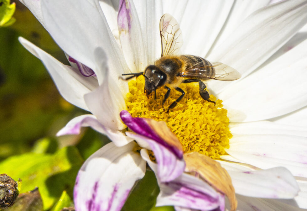 WWF ber nå nordmenn om å gjøre hagene villere ved å plante insektvennlige planter eller la naturen i hagen stå urørt.