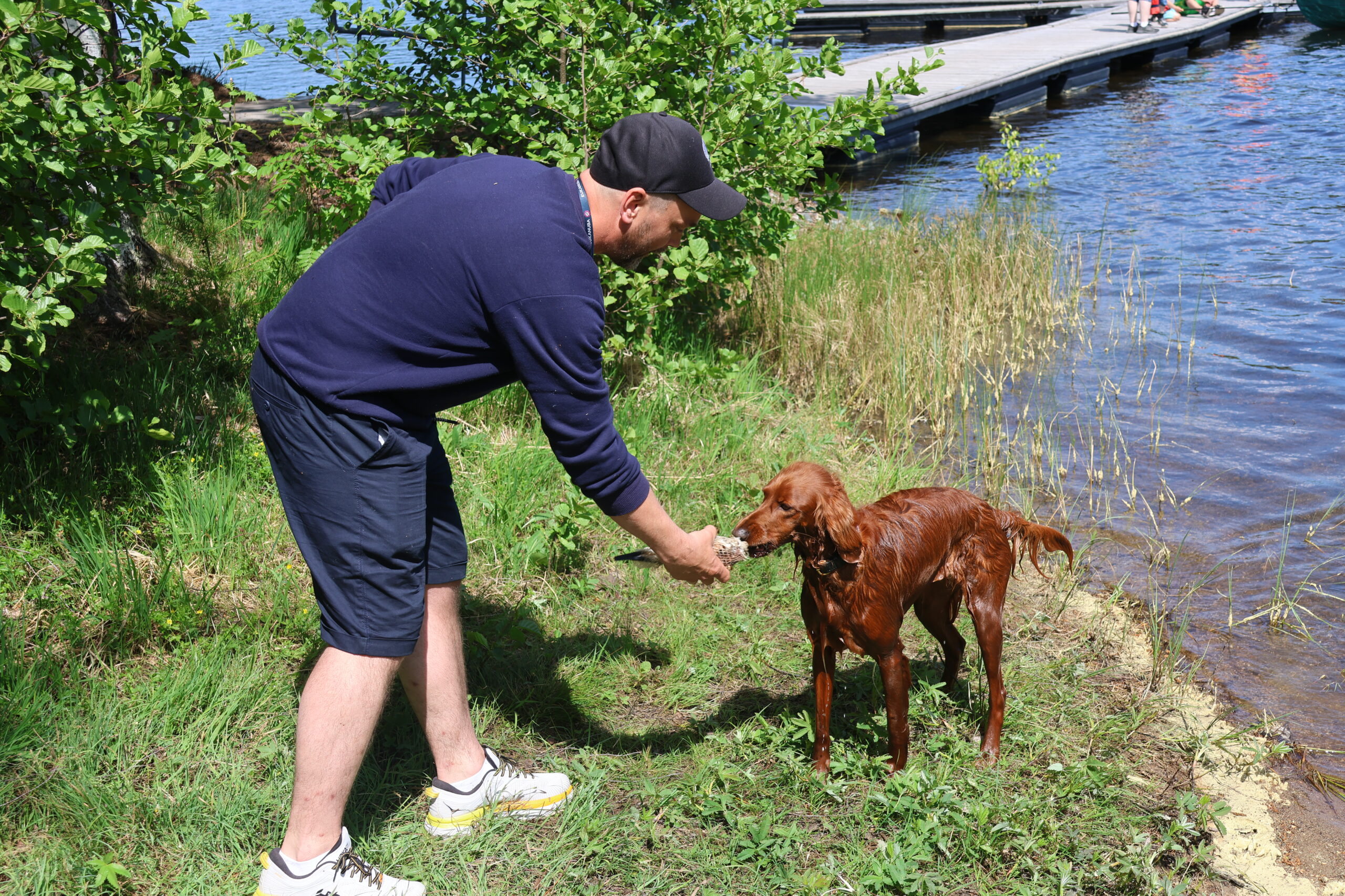 Hans Petter Tråstadkjølen med sin irske setter Milla som ivrig la på svøm for å hente inn det Hans Petter kastet i vannet.