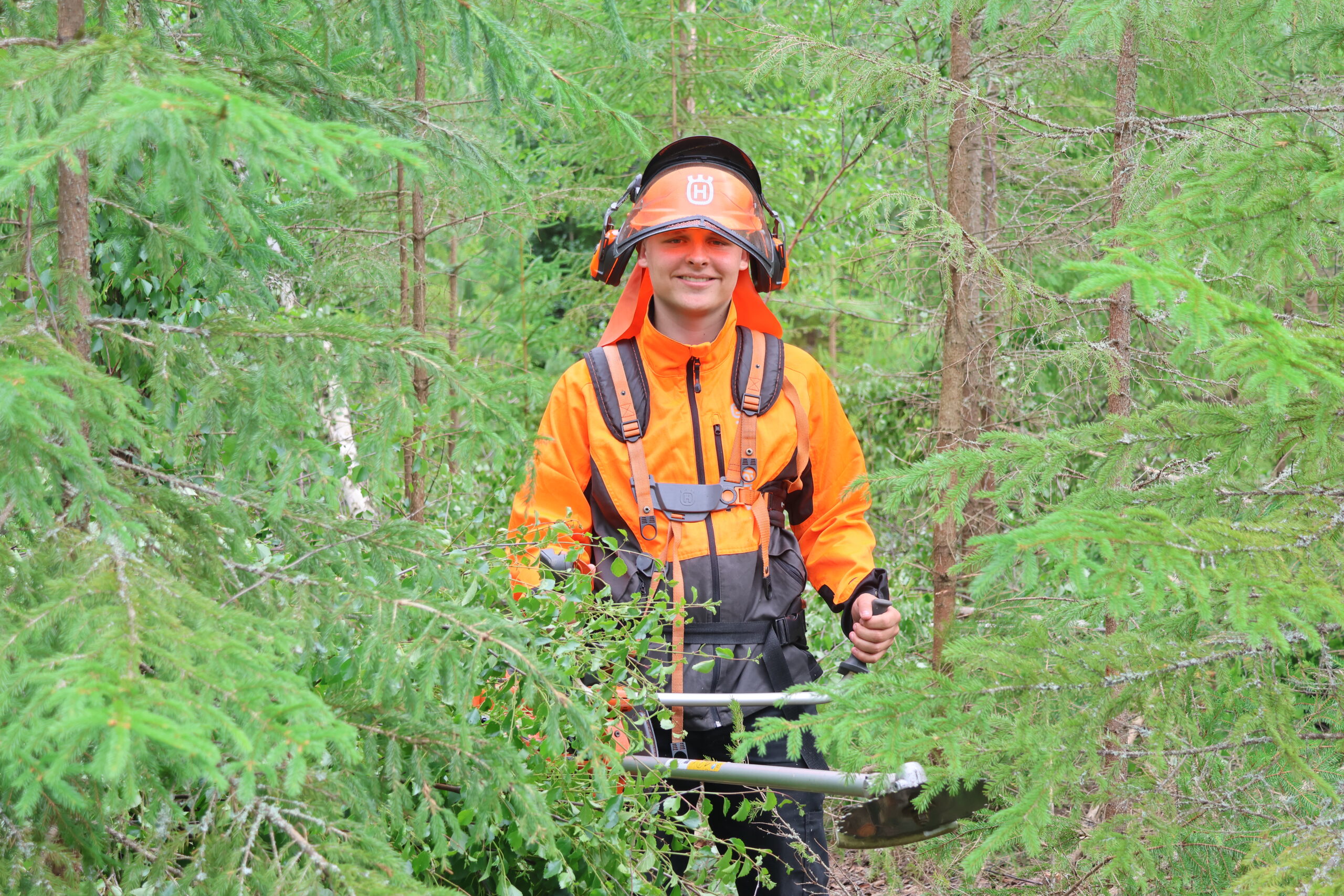 Jesper Fagernes håndterer ryddesaga effektivt, og kratt og småskog ramler overende rundt han slik at skogen får bedre vekstforhold. .
