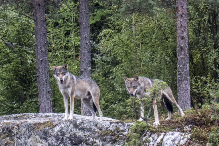 Seks av ulvene man har vedtatt å felle holder til i Rafjellet-reviret som ligger i Kongsvinger og Grue kommune.