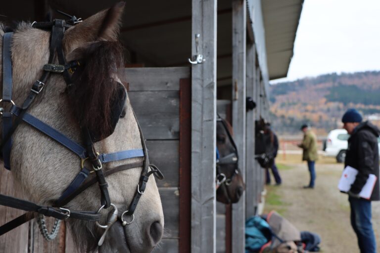 Hestene står klare på Kongsvinger Trav og flerbrukssenter.