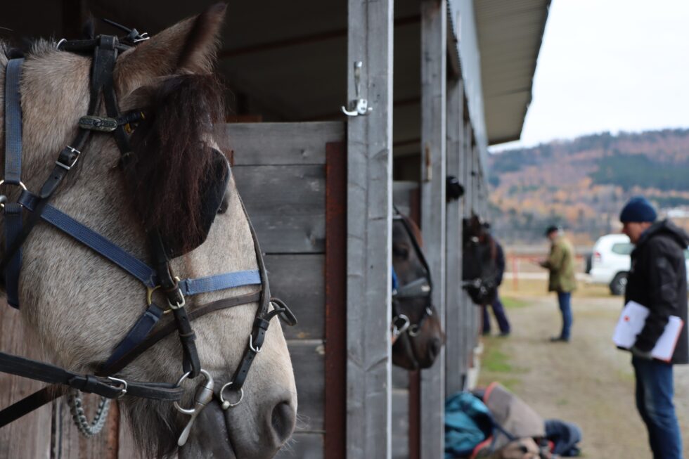 Hestene står klare på Kongsvinger Trav og flerbrukssenter.
