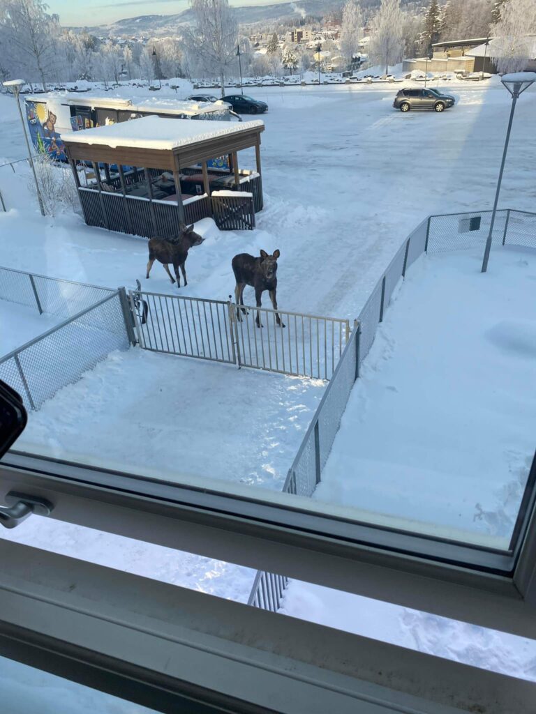 Var det kanskje noen spennende lukter fra søpleskuret som fikk fjorårskalvene til å komme så nær barnehagen?