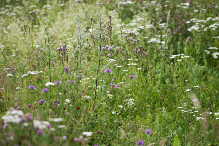Blomsterenger er viktige for insekter. Flere ønsker å ta ansvar for de små dyrenes overlevelse.
