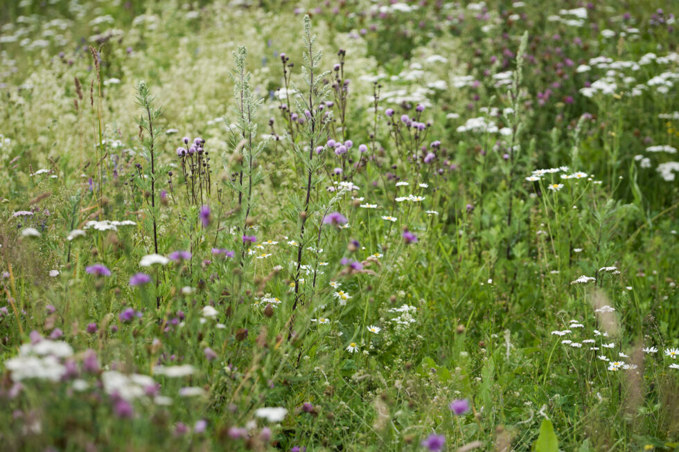 Blomsterenger er viktige for insekter. Flere ønsker å ta ansvar for de små dyrenes overlevelse.