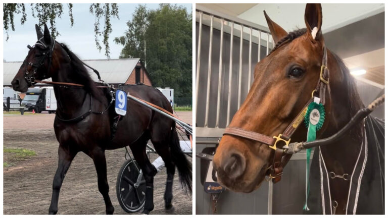 The Way I Talk Ås har hatt en fin 2024 sesong, men seieren smakte ekstra godt etter fem andreplasser.