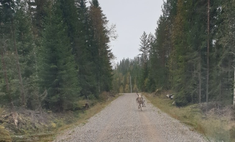 Et reinsdyr dukket plutselig opp midt mellom Øyermoen og Lundersæter torsdag formiddag.