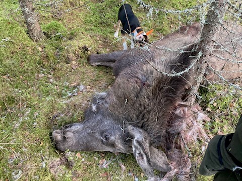 Kongsvinger kommunes fallviltgruppe rykket tidligere i uka ut til funnet av en død elg i Austmarka-området. Nærmere undersøkelser viser at det dreier seg om ulovlig og uprofesjonell jakt. Nå ønsker politiet tips i saken.