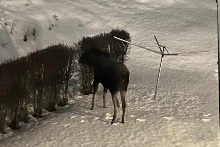 En prydhekk er et bra tilskudd til kosten for de to elgene som denne uka var på kveldstur i Lia. En påminnelse om at vi herover jo visst bor i 