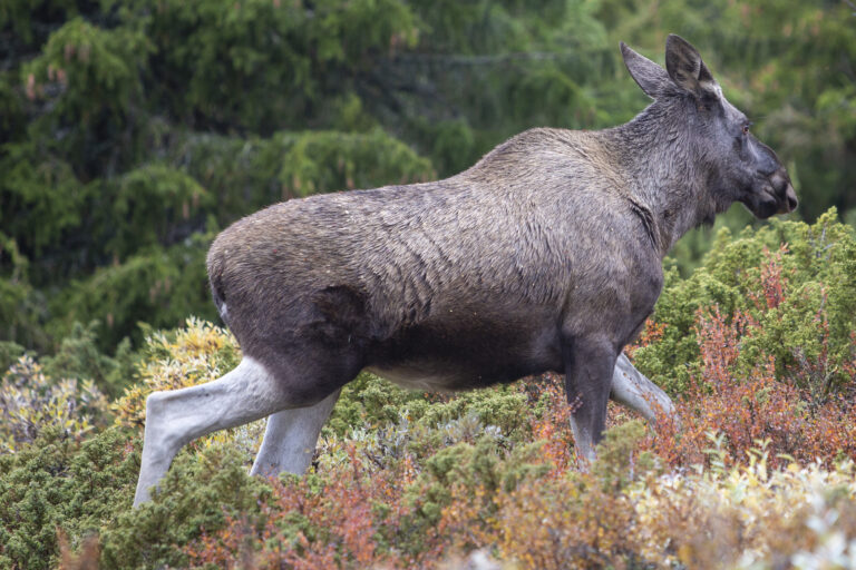 Flere elger ble felt under elgjakt i Kongsvinger i fjor enn året før, viser tall fra SSB.