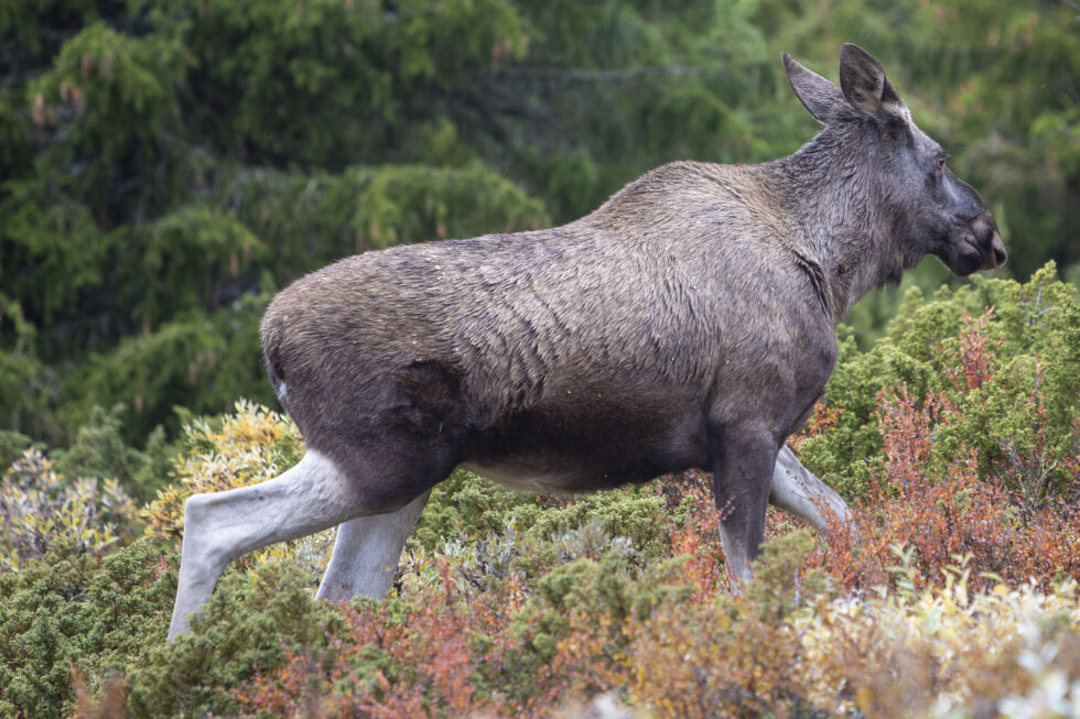 Flere elger ble felt under elgjakt i Kongsvinger i fjor enn året før, viser tall fra SSB.