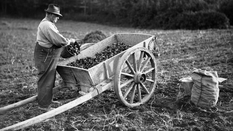 Mann med kjerre som høster poteter en gang på 1930-tallet.