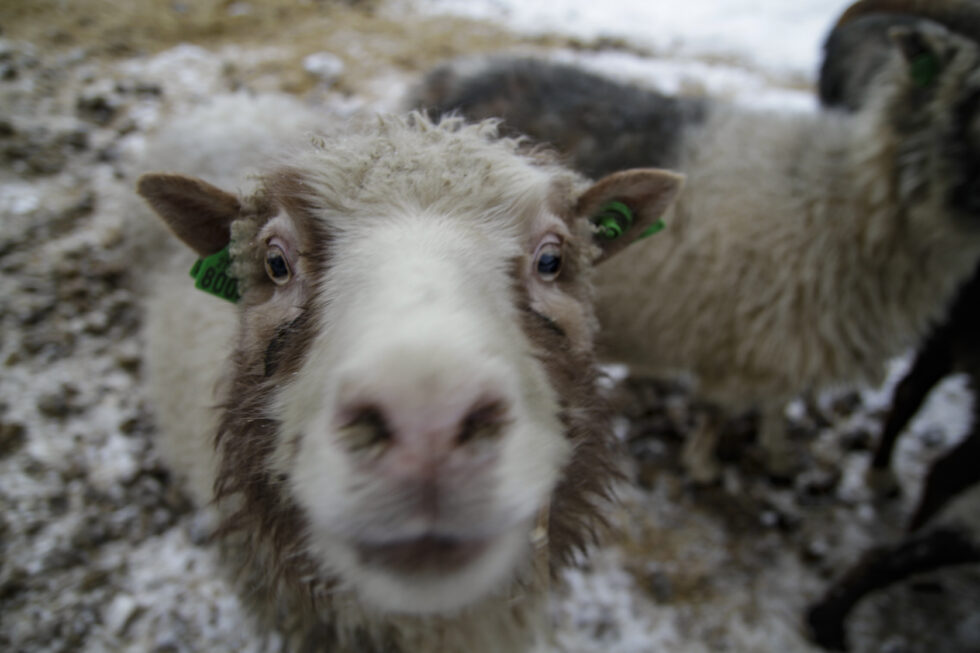 Norsk dyrehelse er fortsatt på verdenstoppen, viser ny rapport fra Veterinærinstituttet.
