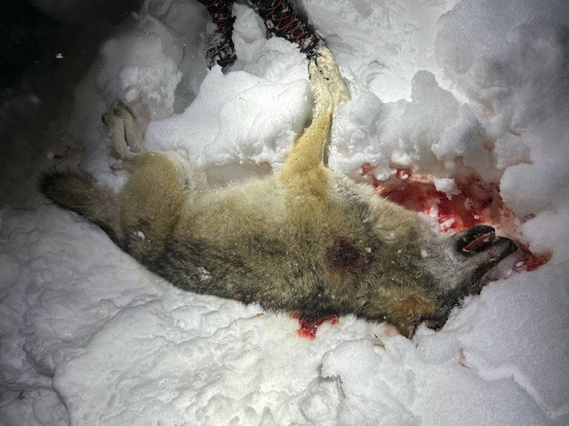 Økokrim har siktet ti personer for ulovlig jakt på rovvilt i Eidskog. Den ulovlige jakten førte til at det ble felt to ulver i januar i år.