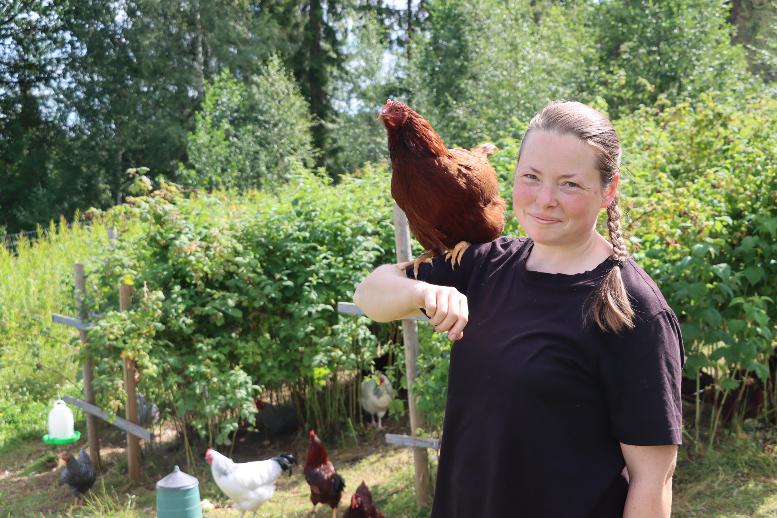 H&oslash;nene er ikek redd n&aring;r Marianne Hauger Petersen kommer inn for &aring; se etter dem.